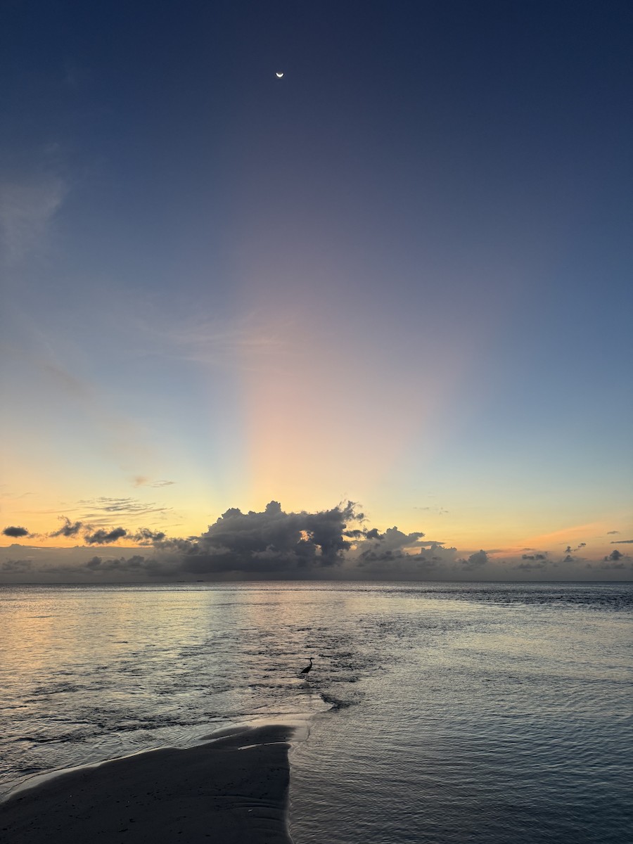 Серая цапля - ML647472767