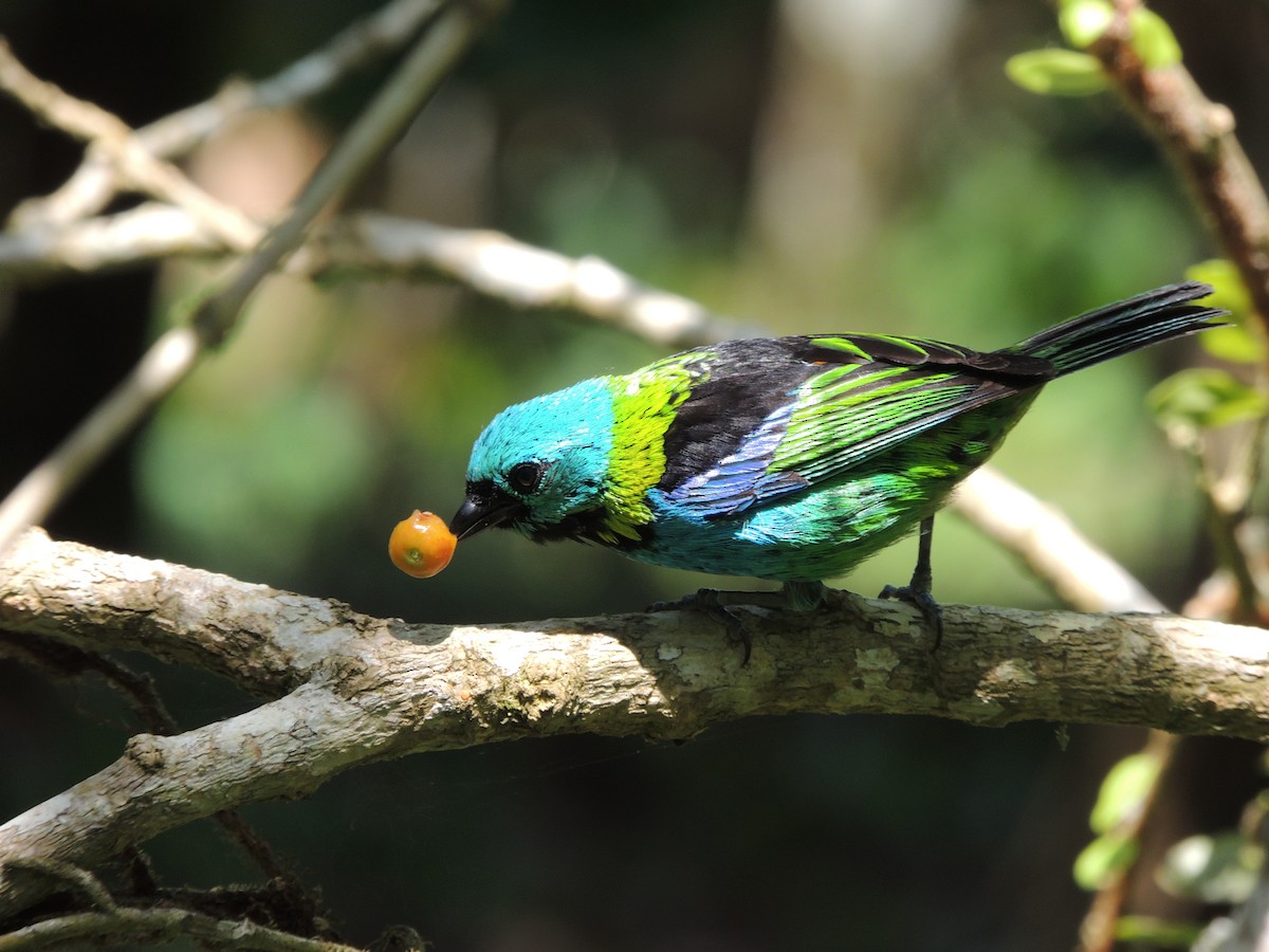 Зеленоголовая танагра - ML647472768