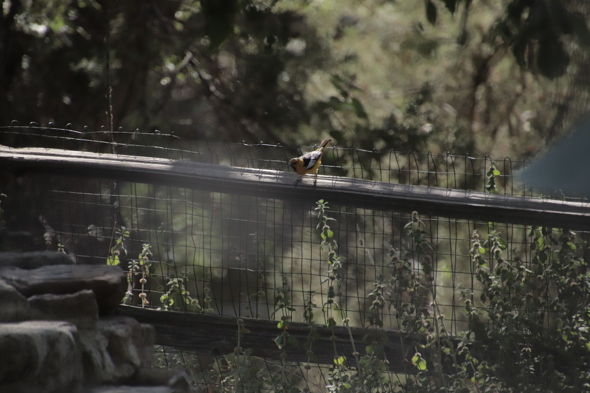 Белокрылый трупиал - ML647472769