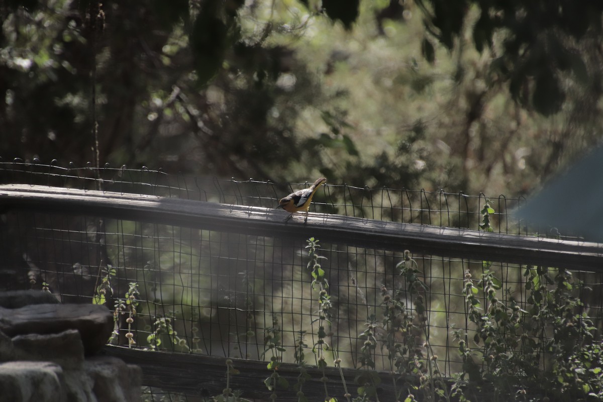 Белокрылый трупиал - ML647472770