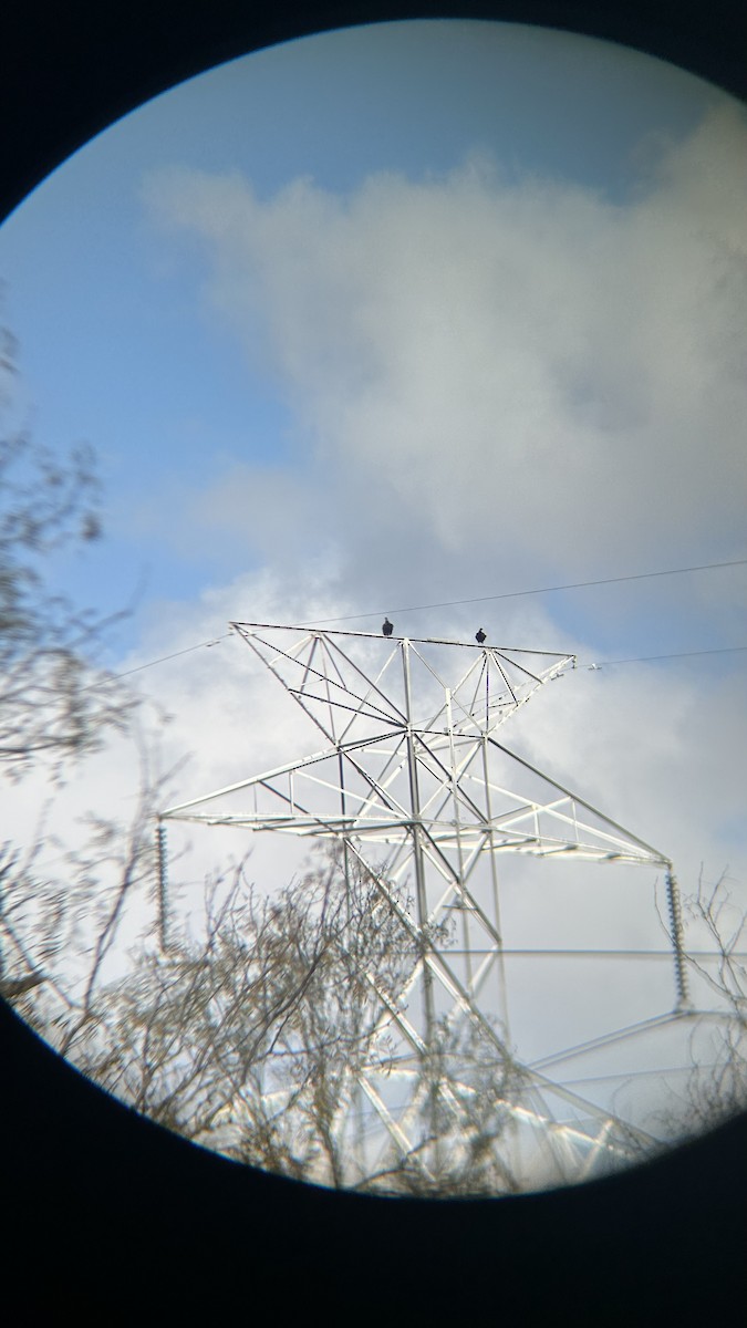 Чёрная катарта - ML647472771