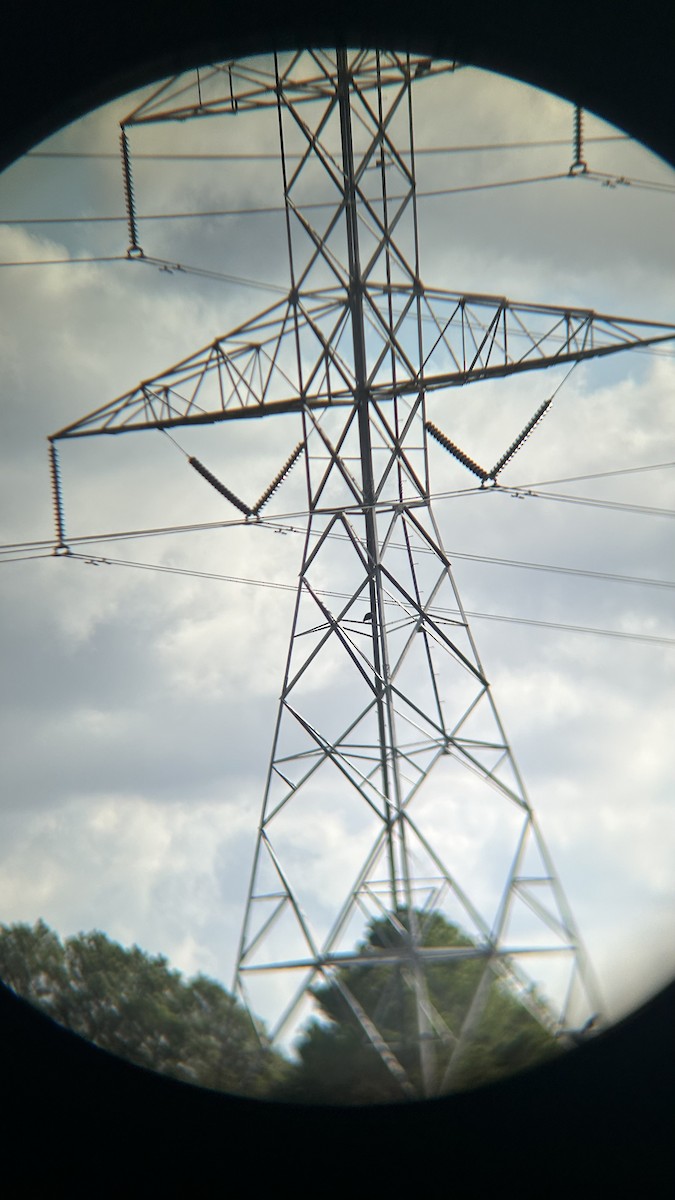 Чёрная катарта - ML647472772