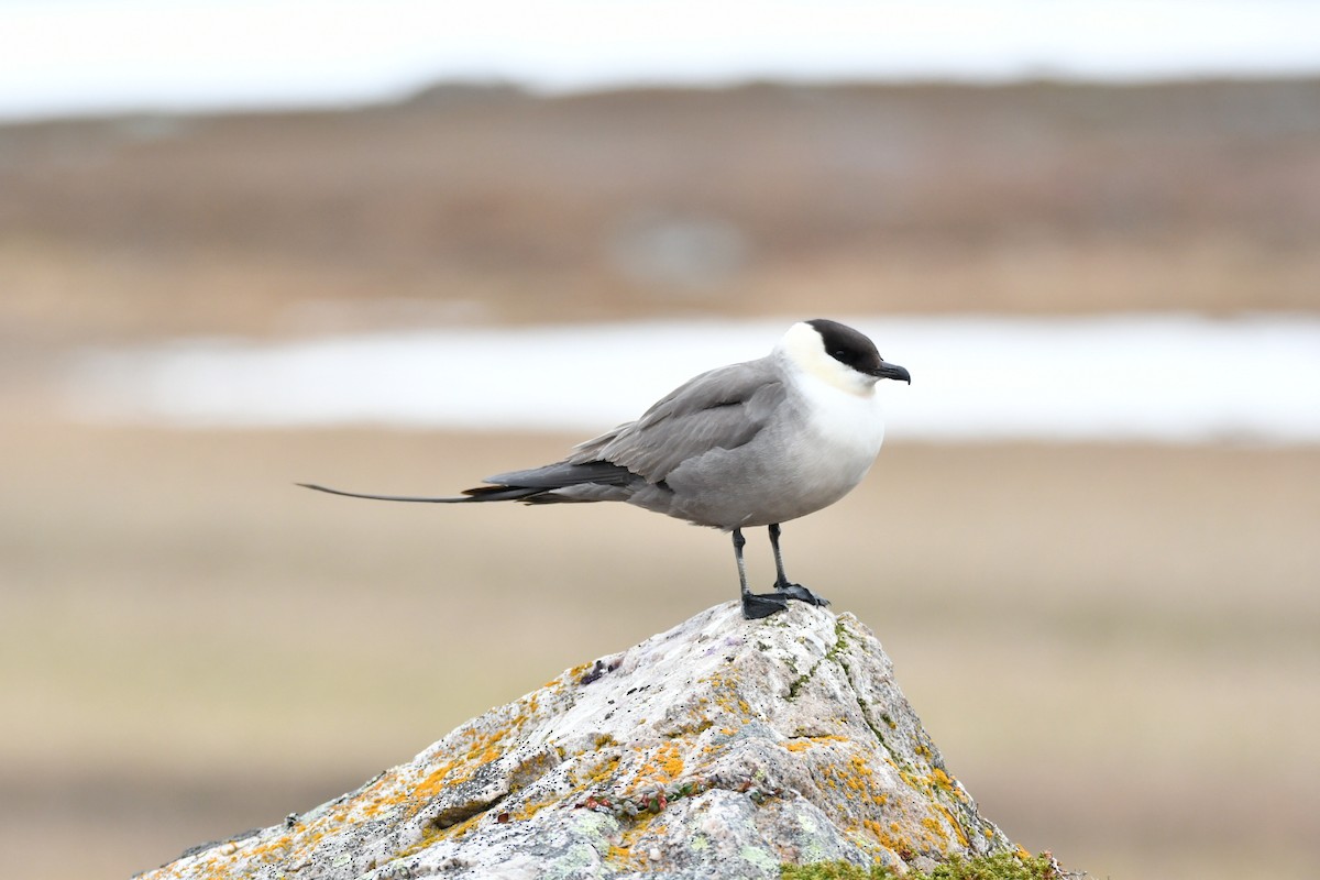 Long-tailed Jaeger - ML647472798