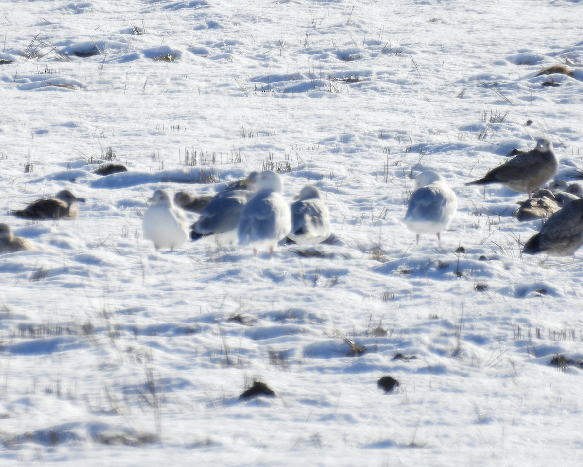 Kaio hegalzuria - ML647472822