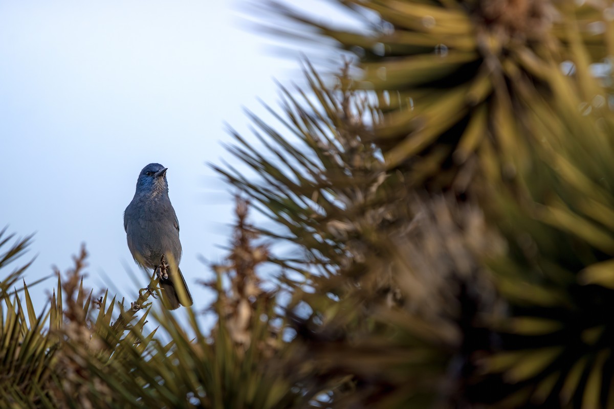 Chara Piñonera - ML647472824