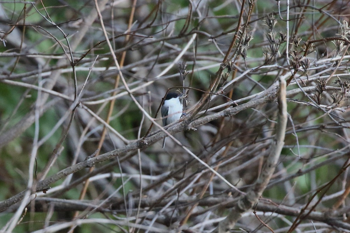 Willow Tit - ML647472825