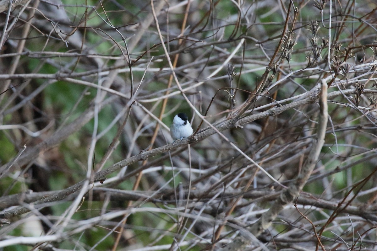 Mendi-kaskabeltza - ML647472826