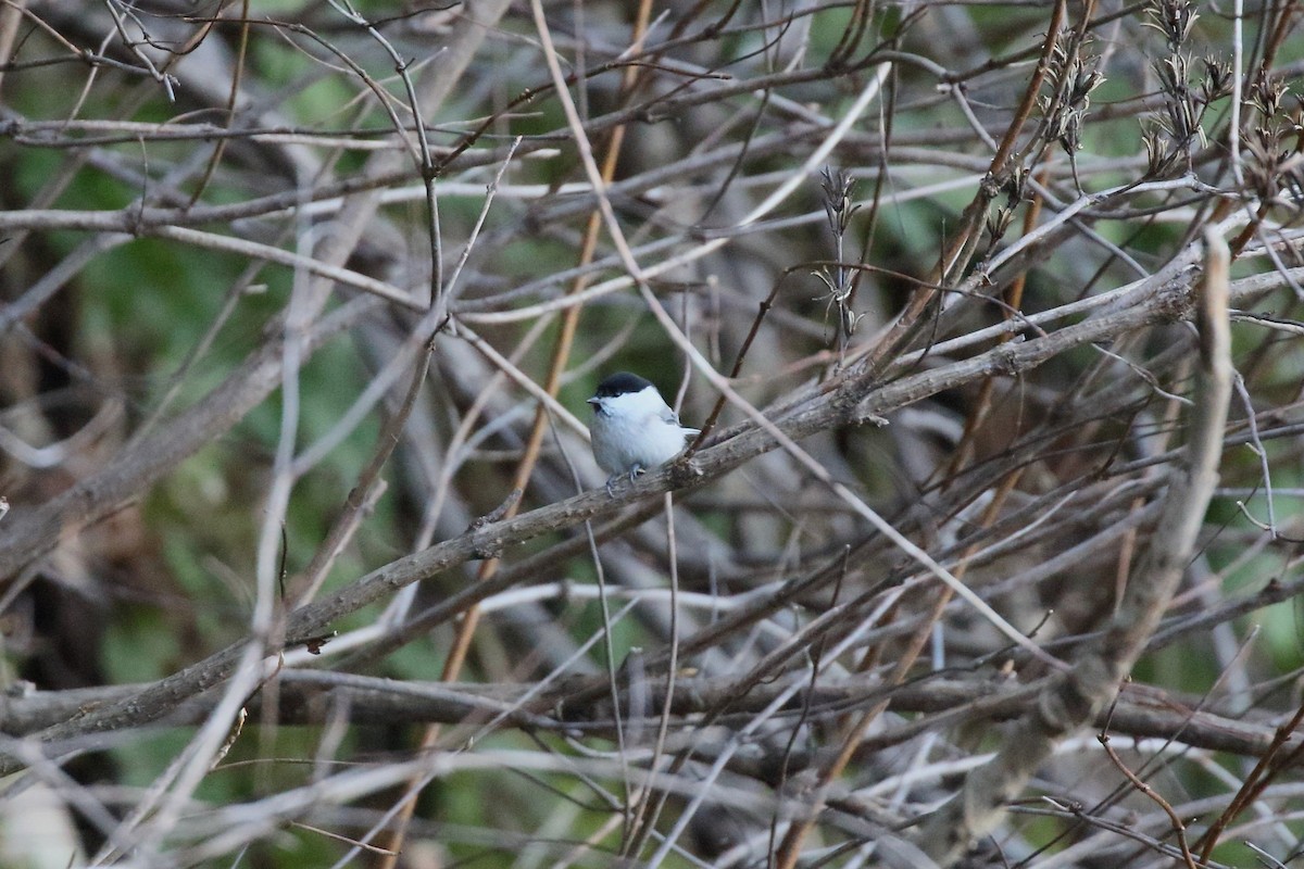 Mendi-kaskabeltza - ML647472827