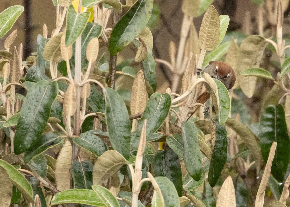 White-chinned Thistletail - ML647472828