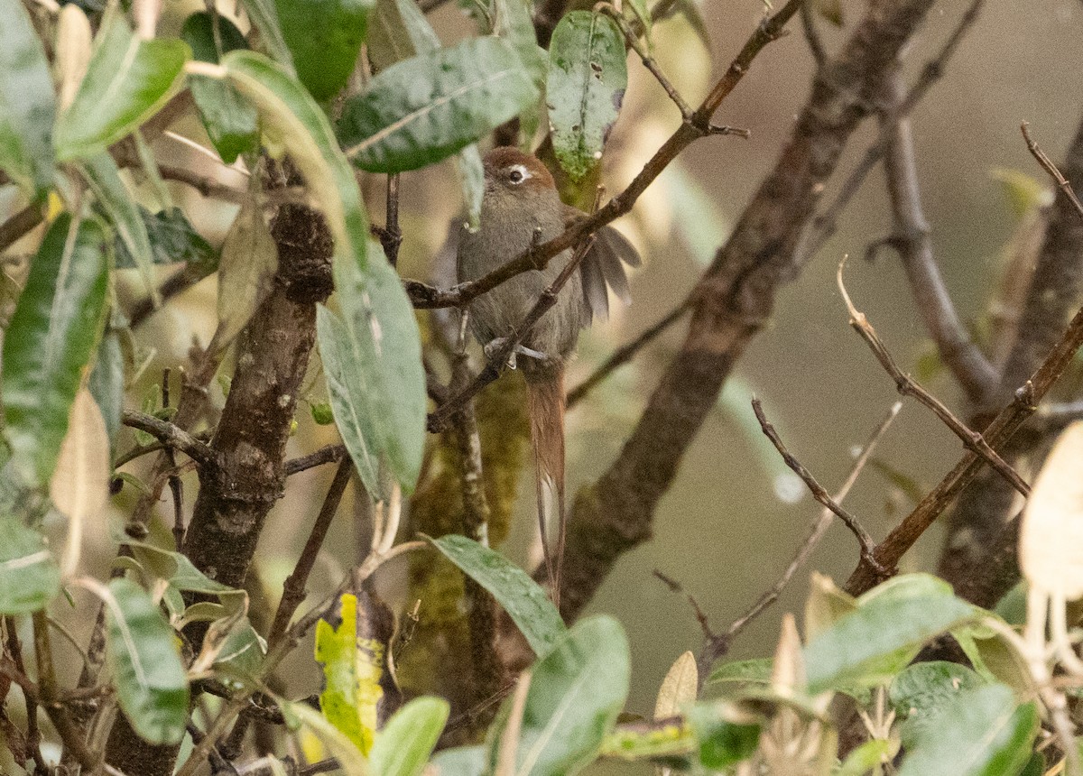 White-chinned Thistletail - ML647472829