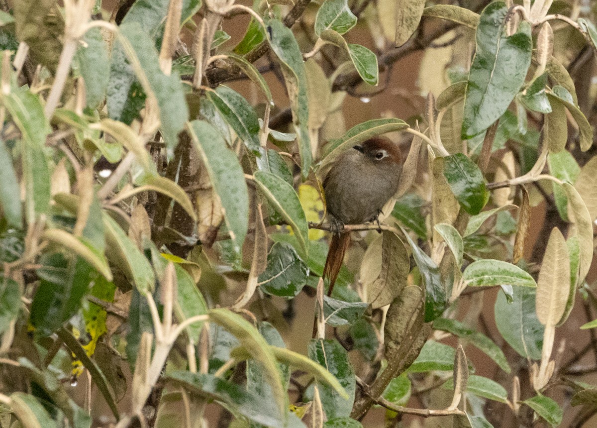 White-chinned Thistletail - ML647472830