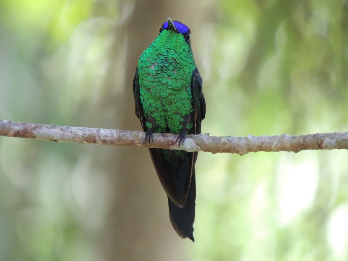 Violet-capped Woodnymph - ML647472831