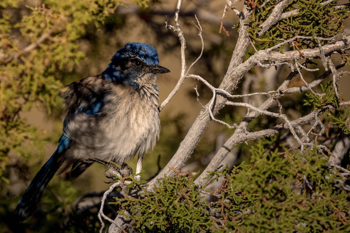 California Scrub-Jay - ML647472832