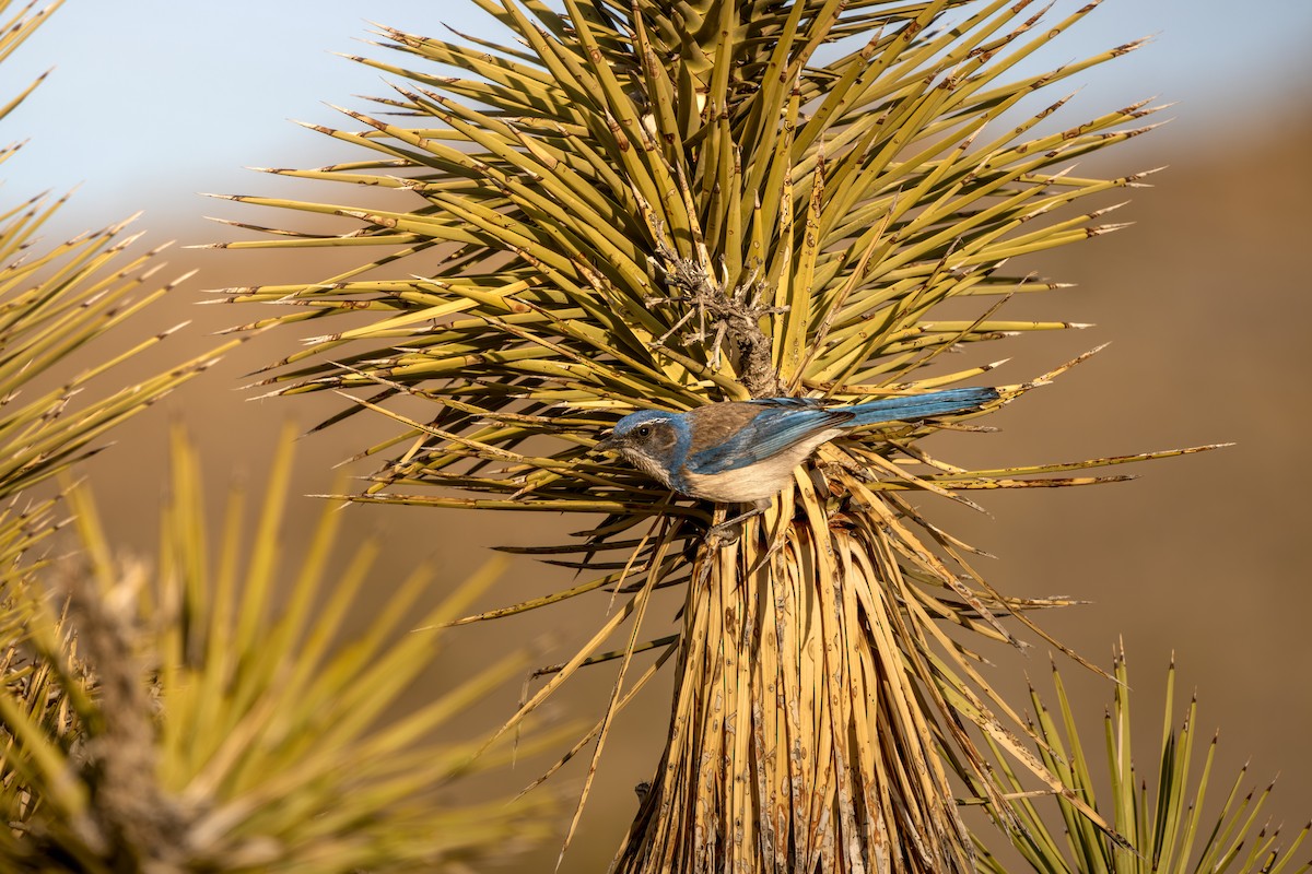 California Scrub-Jay - ML647472833