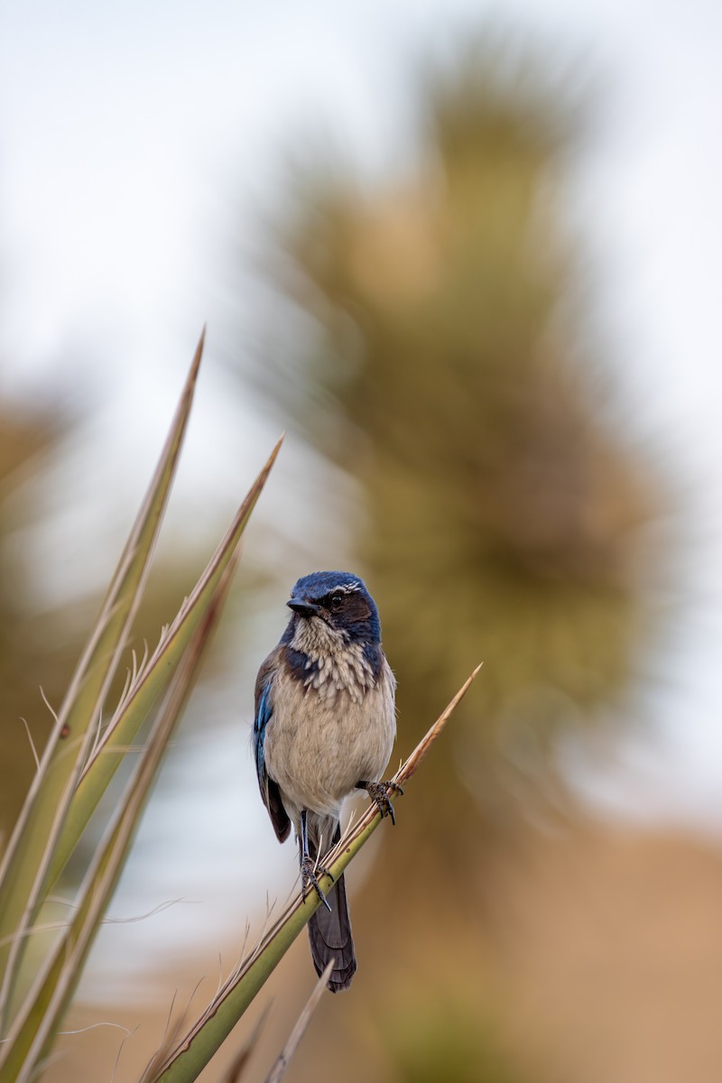 California Scrub-Jay - ML647472834