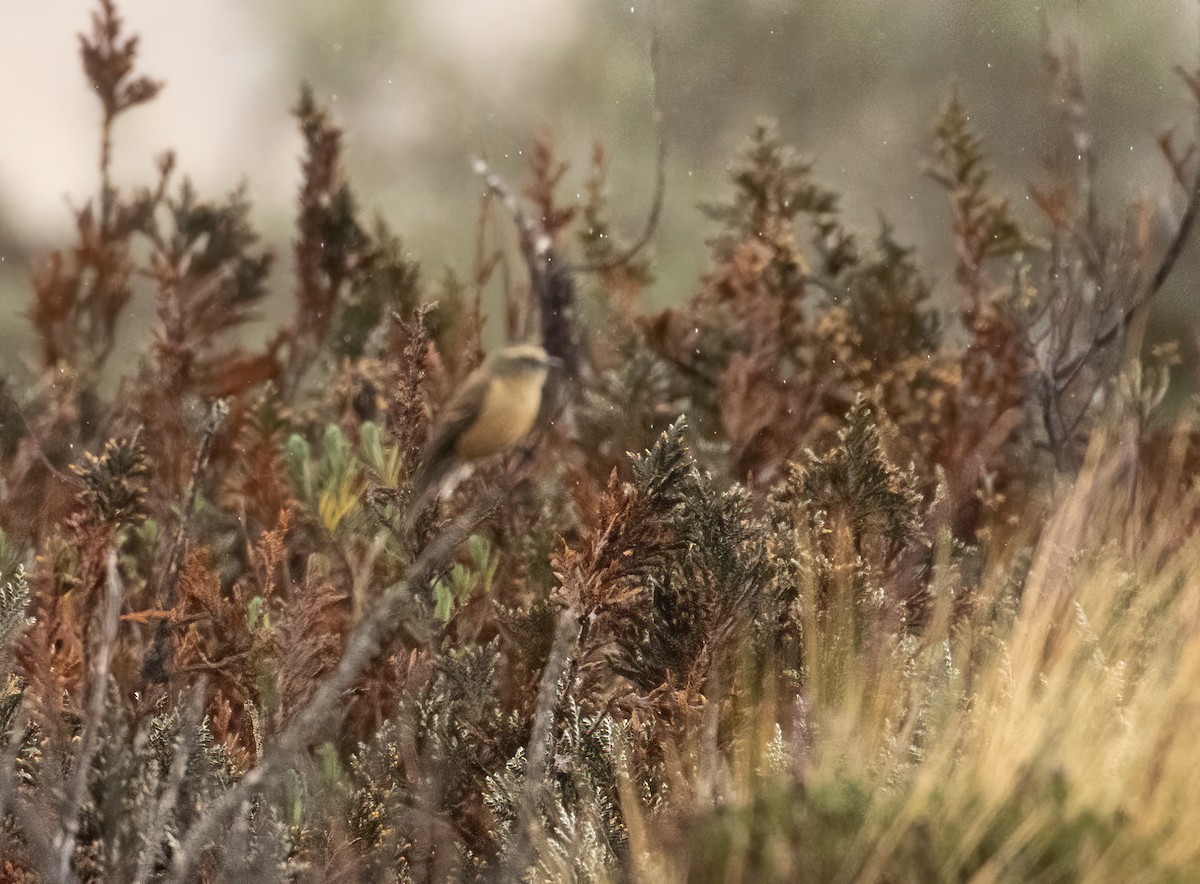 Brown-backed Chat-Tyrant - ML647472835