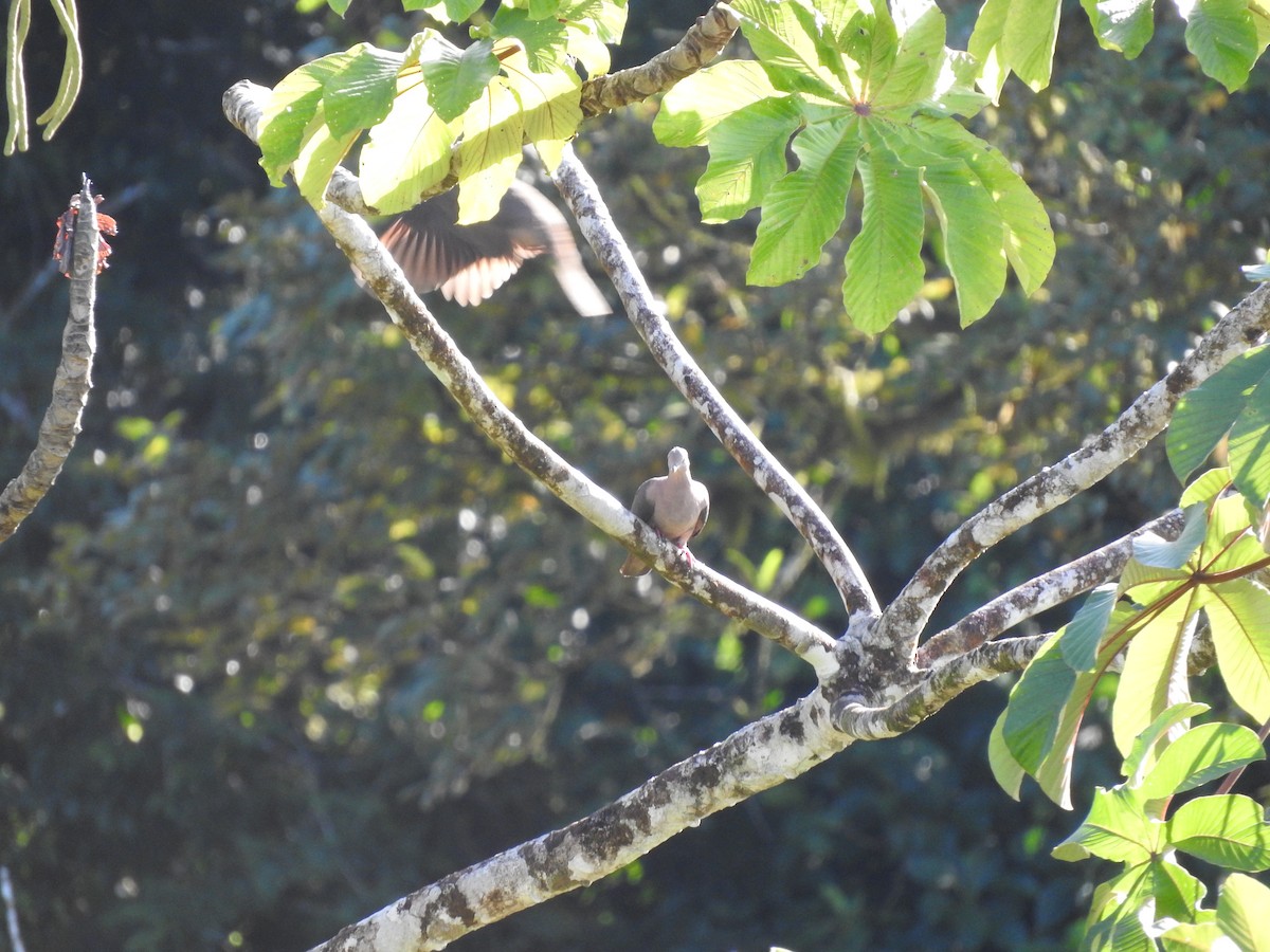 Patagioenas sp. - ML647472836