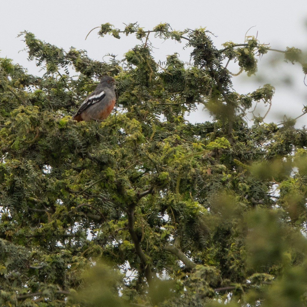 Peruvian Plantcutter - ML647472837