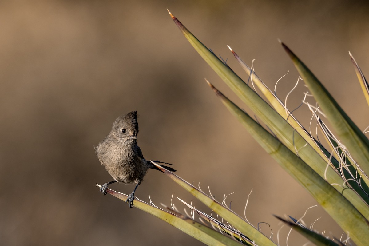 Oak Titmouse - ML647472838