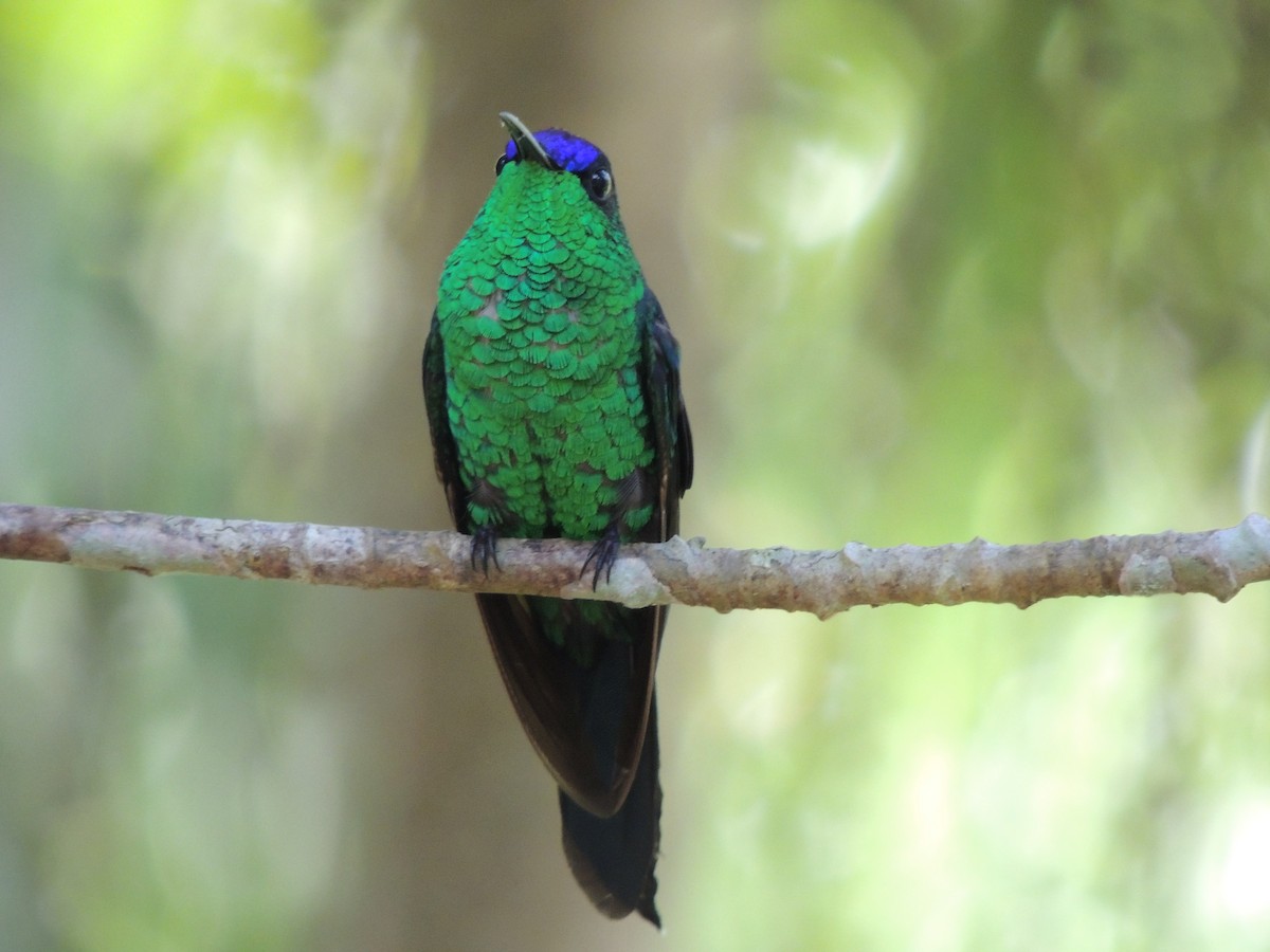 Violet-capped Woodnymph - ML647472839