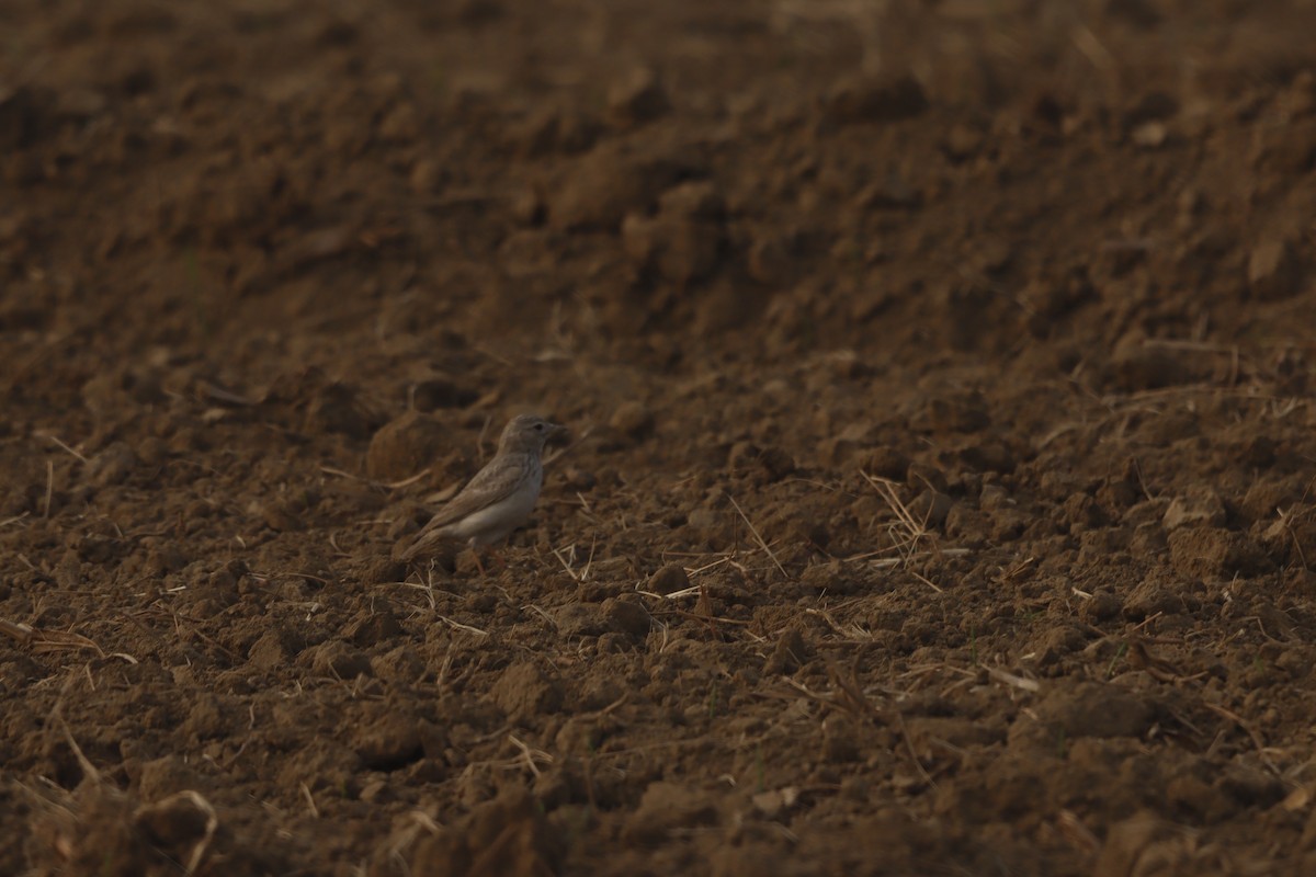 Sand Lark - ML647472840