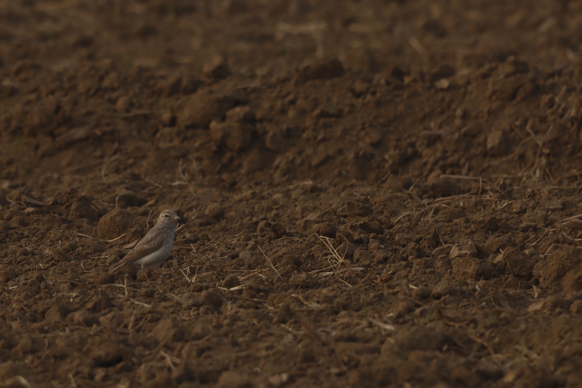 Sand Lark - ML647472841