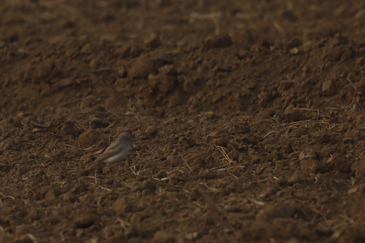 Sand Lark - ML647472842