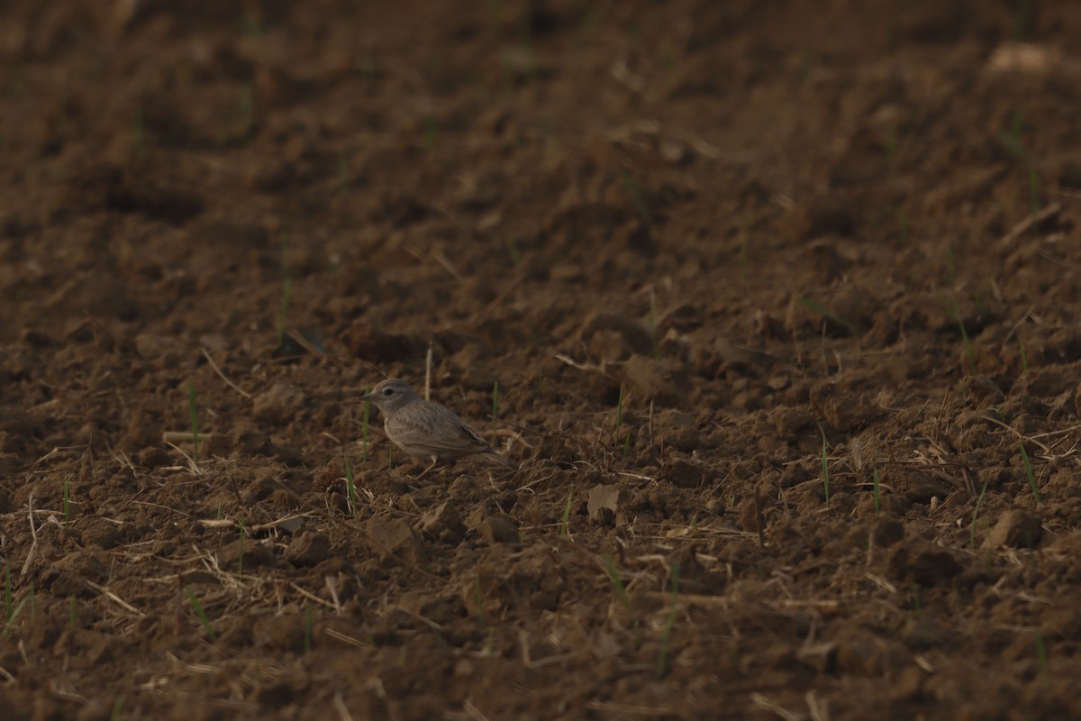 Sand Lark - ML647472843