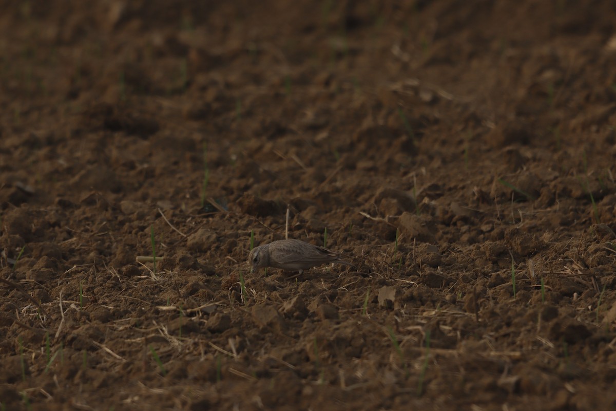 Sand Lark - ML647472844