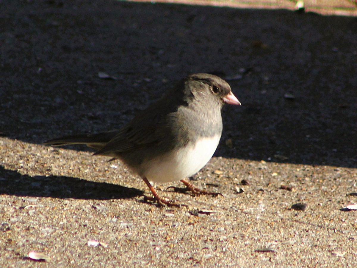 Dark-eyed Junco - ML647472845