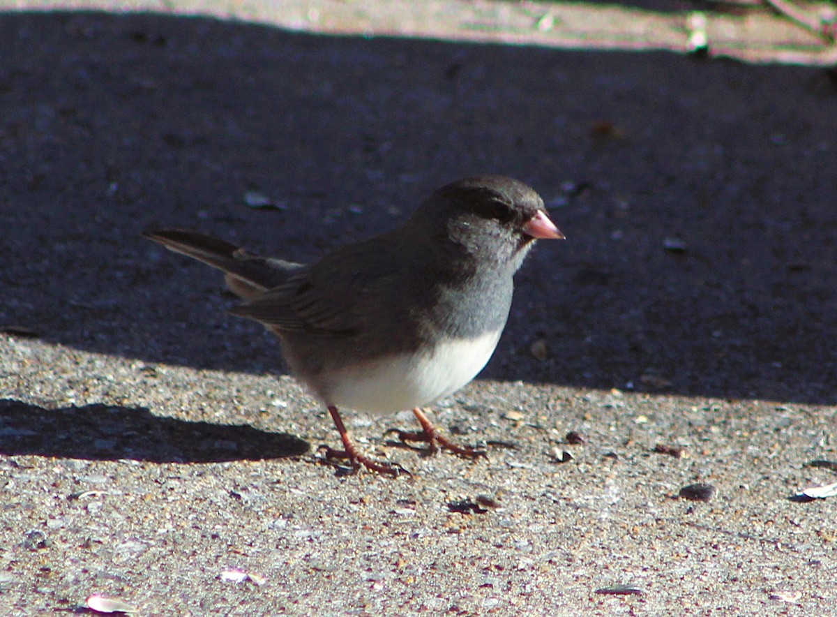 Dark-eyed Junco - ML647472846