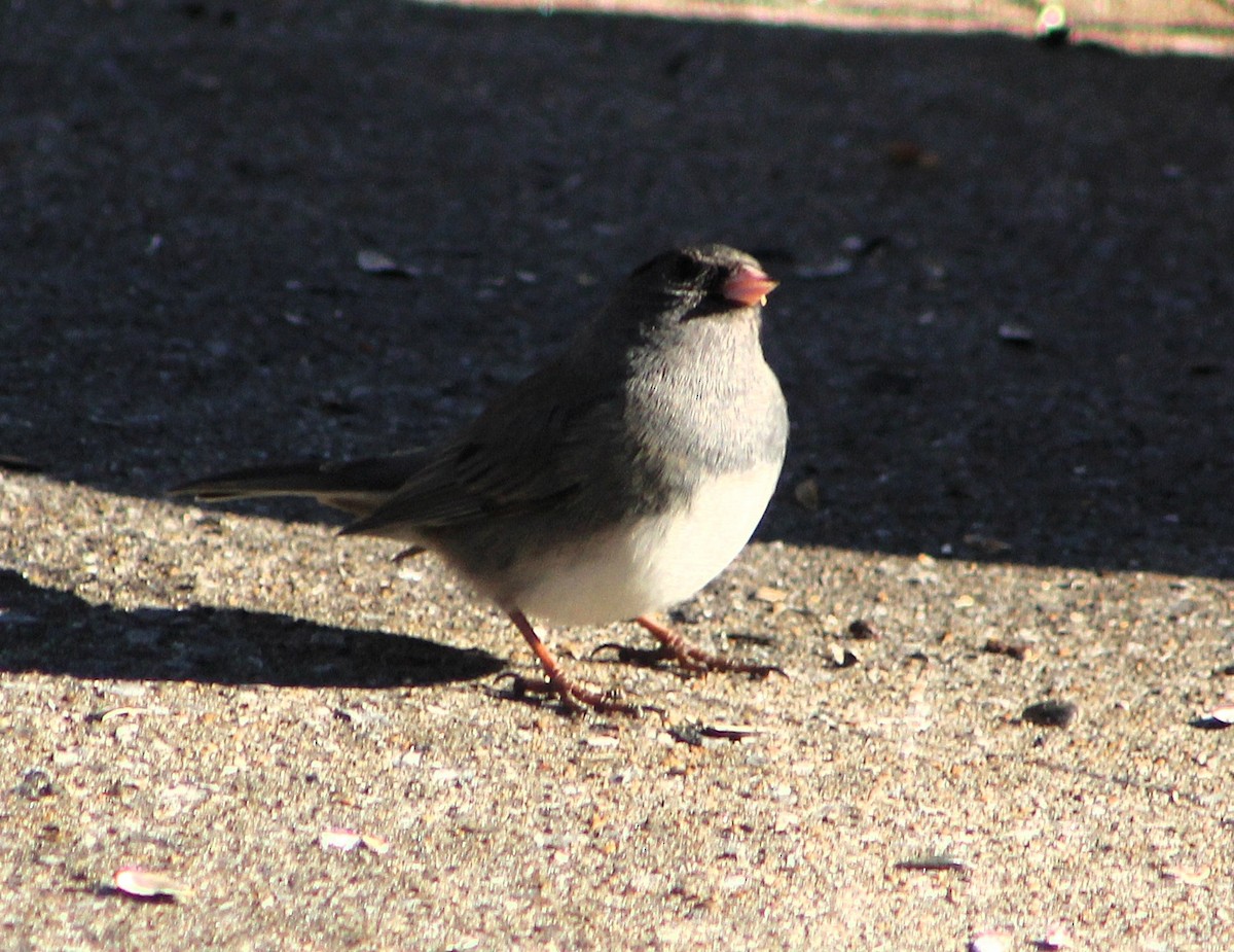 Dark-eyed Junco - ML647472847