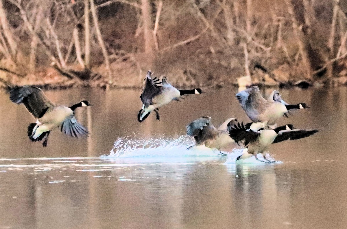 Branta kanadar handia - ML647472849