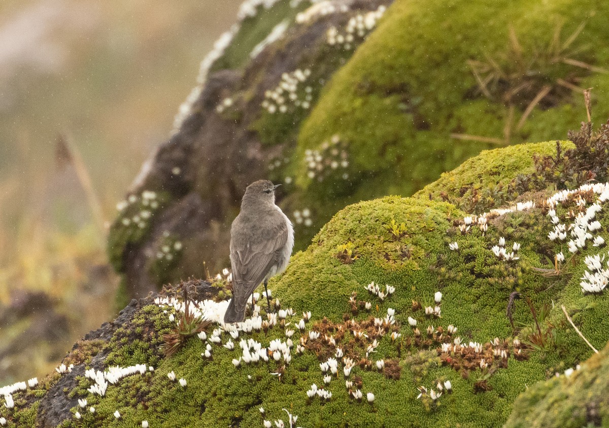Plain-capped Ground-Tyrant - ML647472851