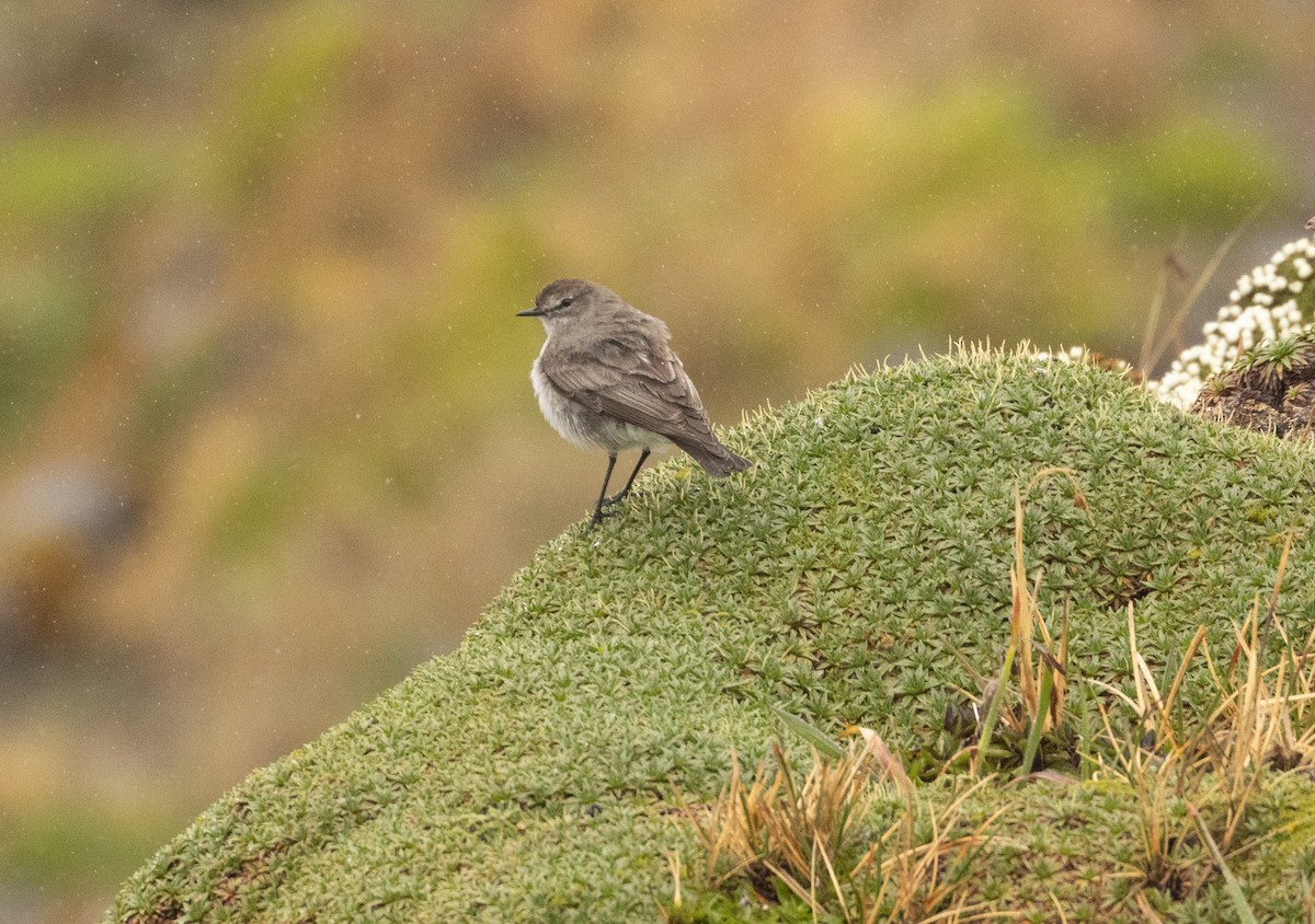 Plain-capped Ground-Tyrant - ML647472852