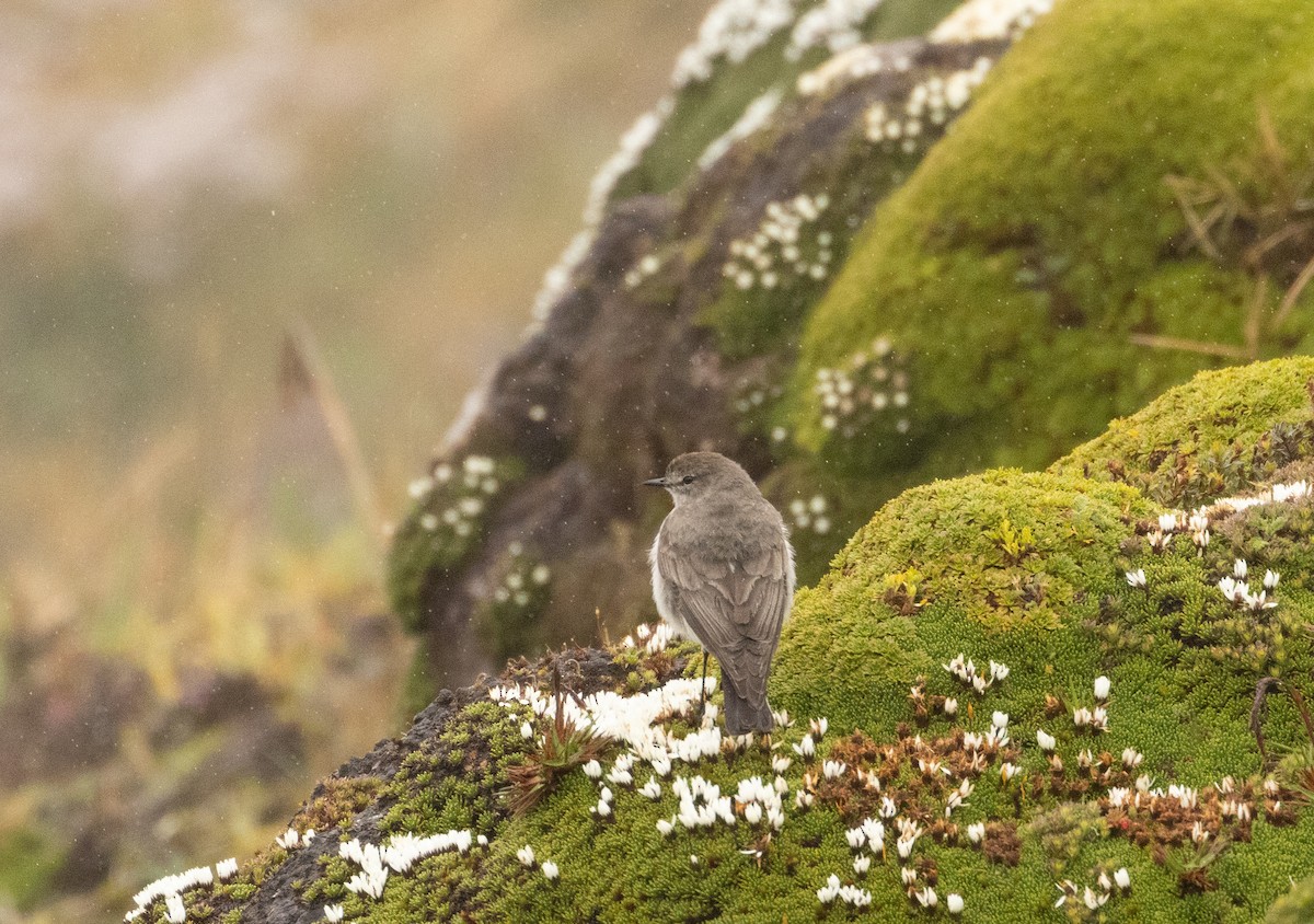 Plain-capped Ground-Tyrant - ML647472853