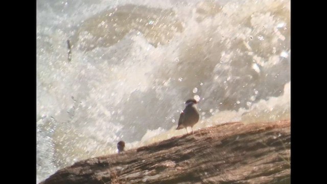 ouhorlík skalní - ML647472854