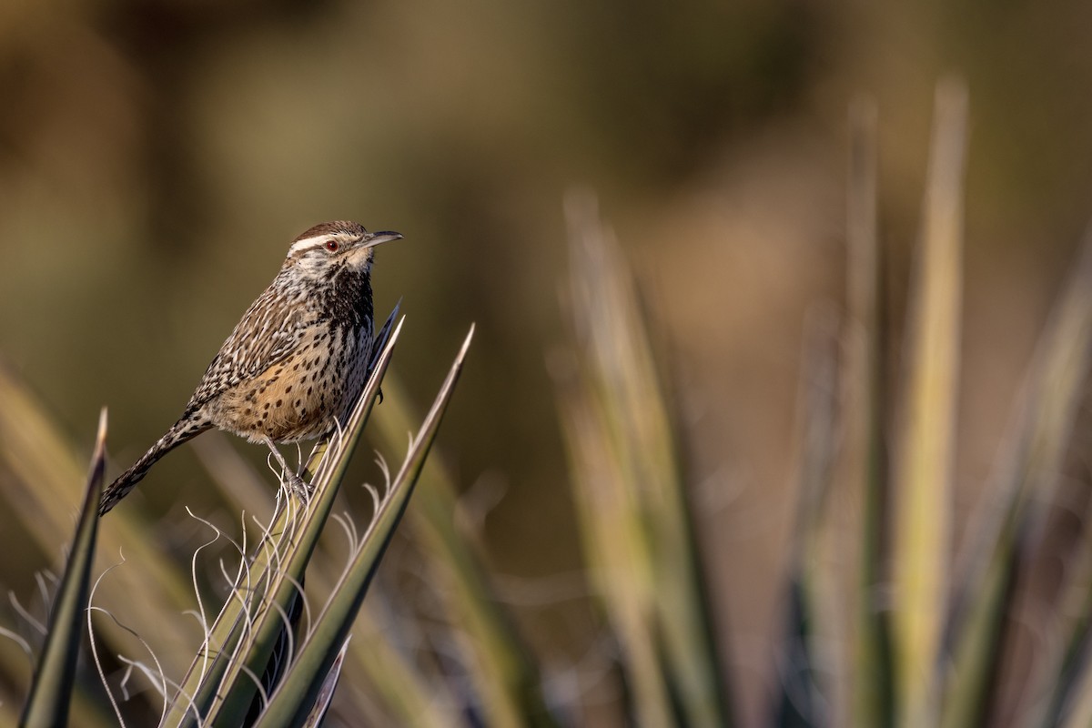 Cactus Wren - ML647472859