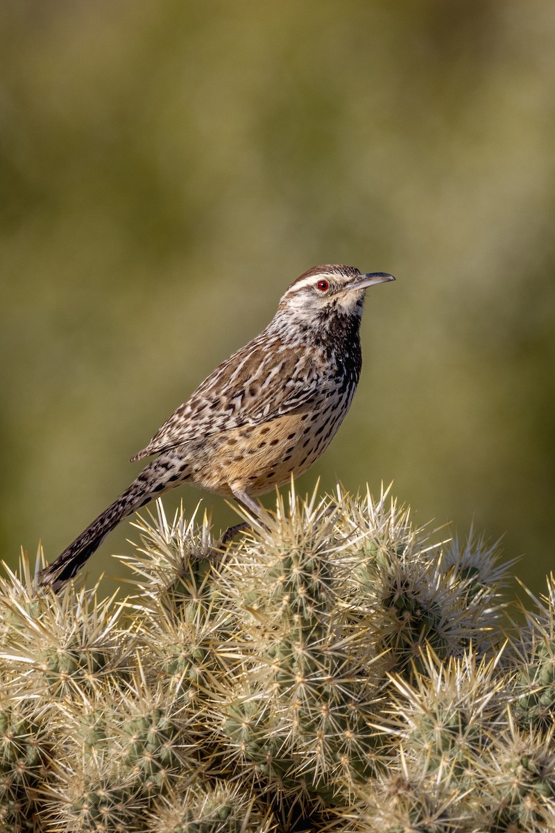 Cactus Wren - ML647472860
