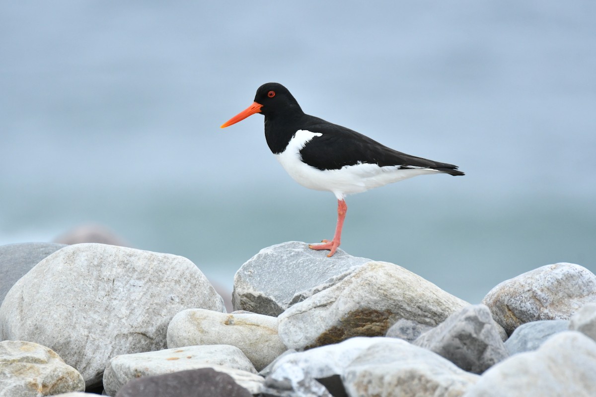 Itsas mika eurasiarra - ML647472861