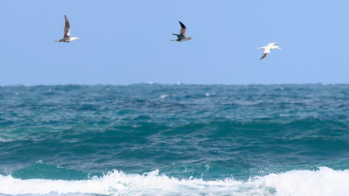 Northern Gannet - ML647472868