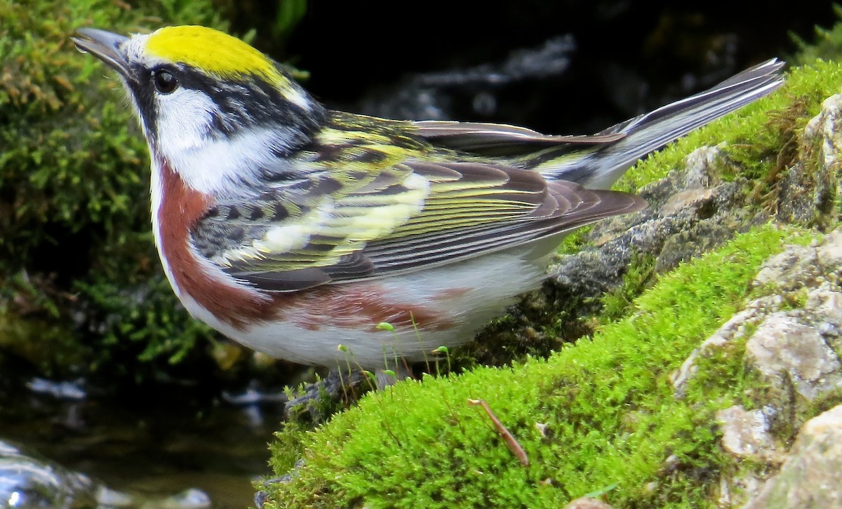 Chestnut-sided Warbler - ML647472894