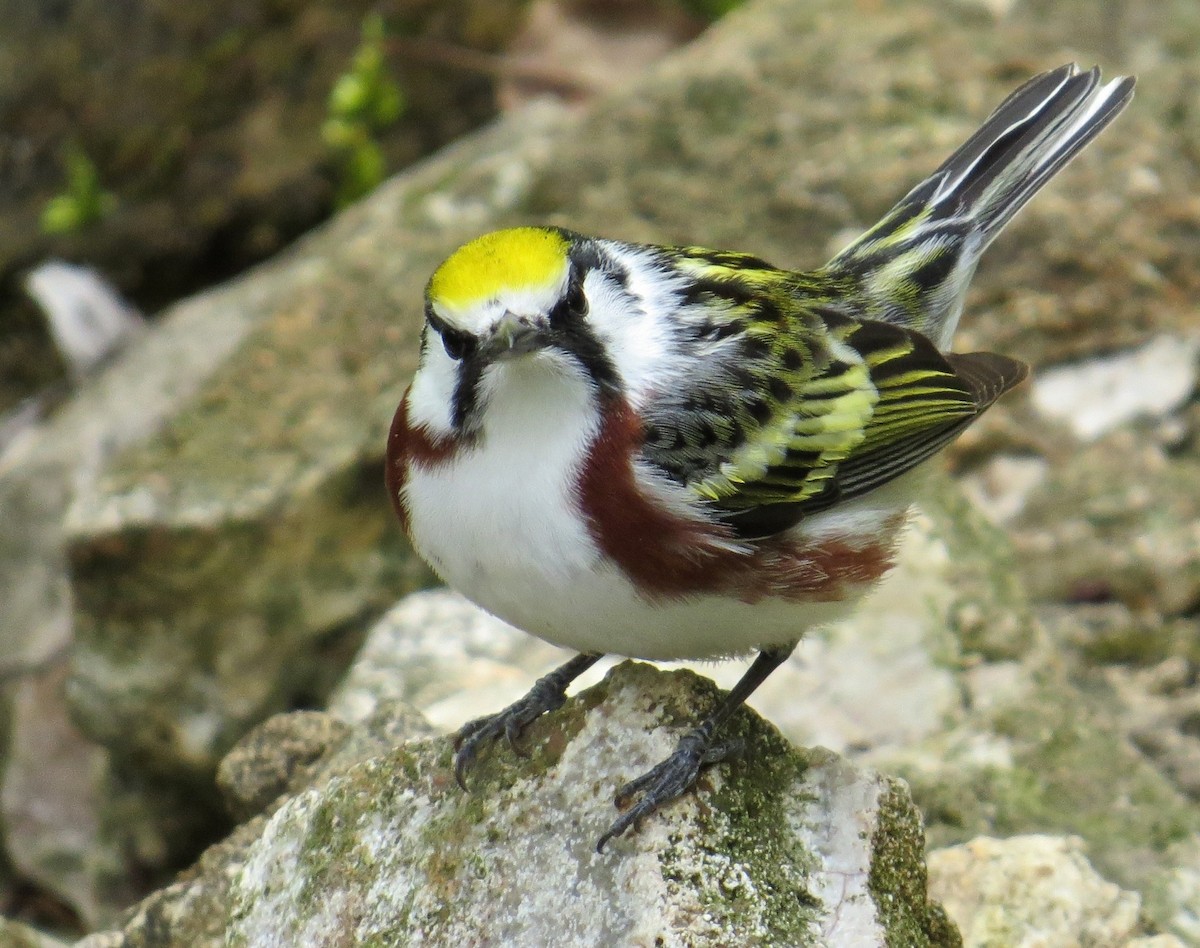 Chestnut-sided Warbler - ML647472895