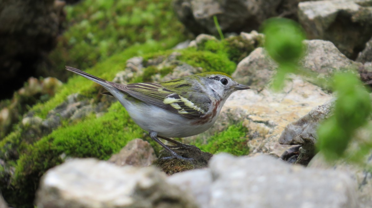 Chestnut-sided Warbler - ML647472897