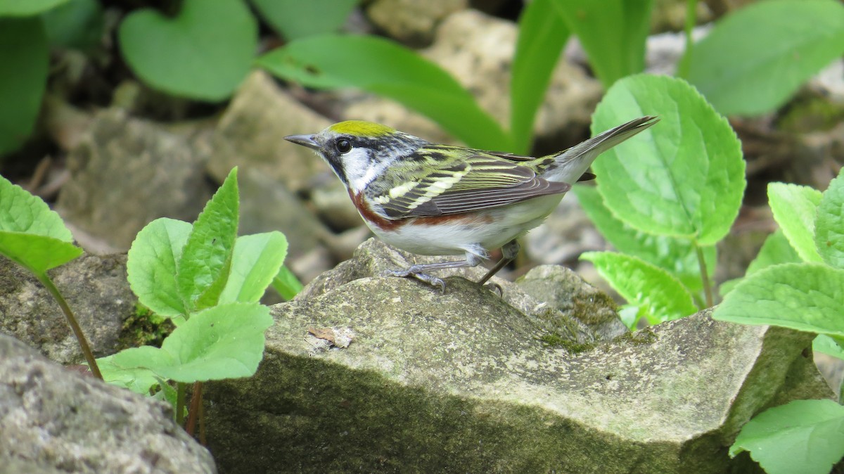 Chestnut-sided Warbler - ML647472898