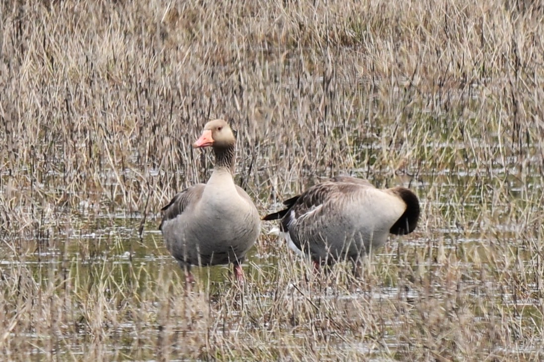 灰雁(anser) - ML647472904