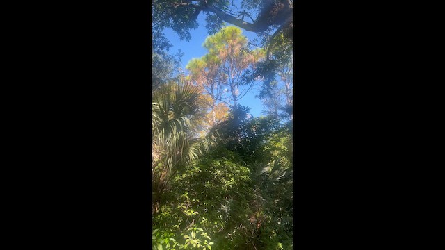 káně páskovaná - ML647472911