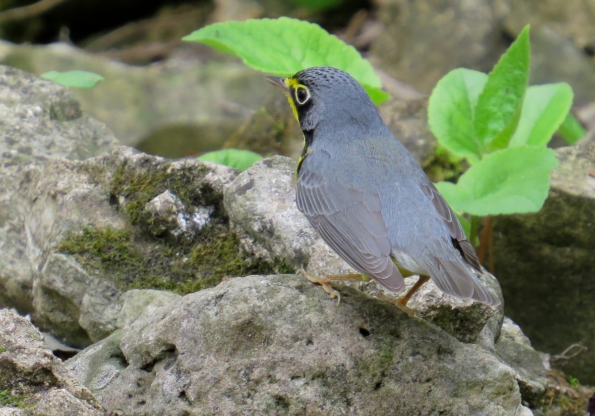 Болотянка строкатовола - ML647472915