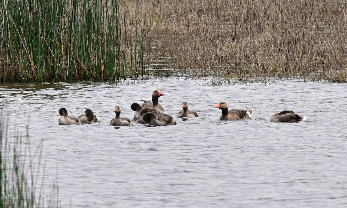 灰雁(anser) - ML647472923