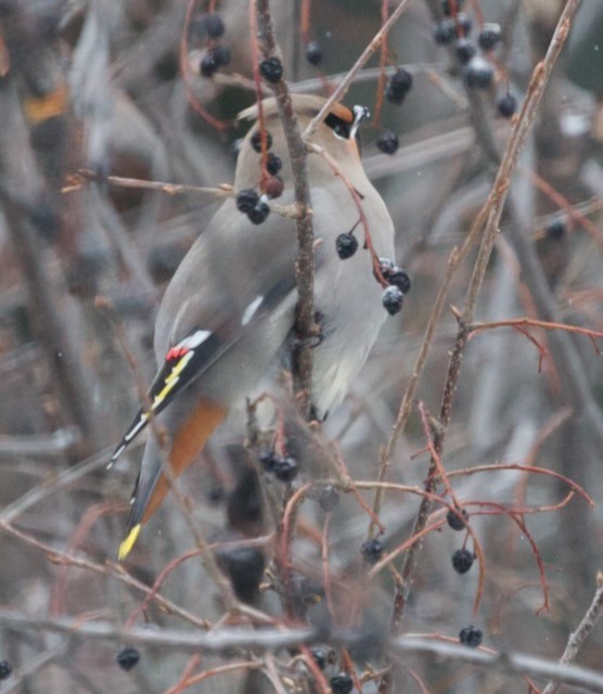 黃連雀 - ML647472932